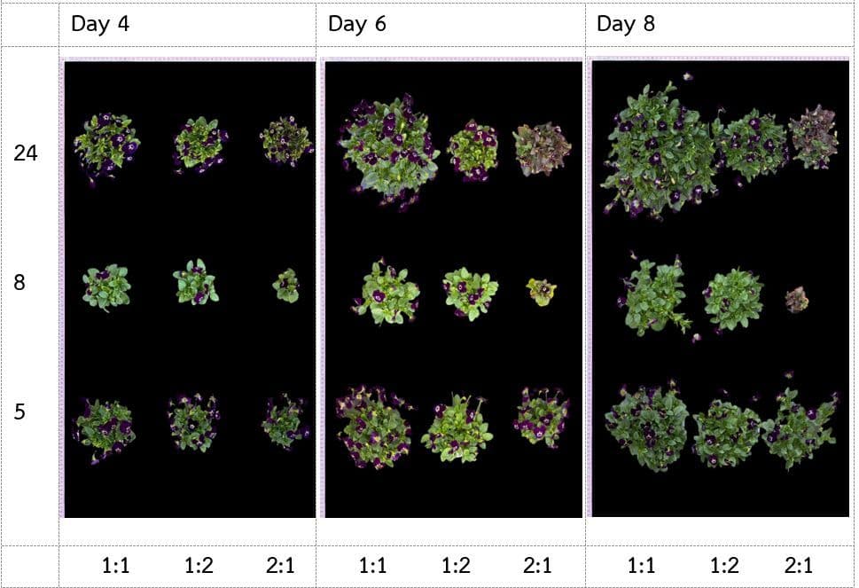 Viola edible flower production in soilless culture