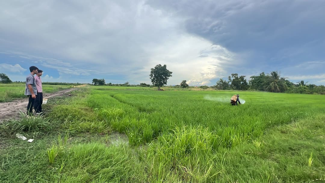 COSTS RETURNS OF RICE CULTIVATION USING CHEMICAL PESTICIDES AND RICE CULTIVATION USING BIOPRODUCTS IN COMBINATION WITH CHEMICAL PESTICIDES BY FARMERS IN BANG PHLI NOI SUBDISTRICT BANG BO DISTRICT SAMUT PRAKAN PROVINCE