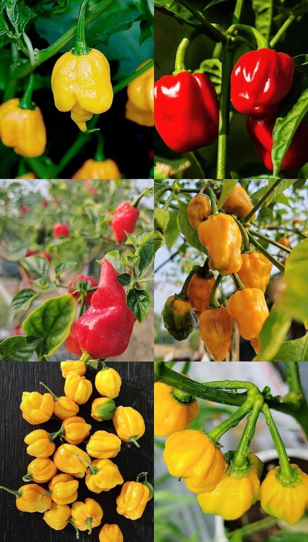 Improvement and Technical production of hot pepper (C. chinense) for high yield and high pungency