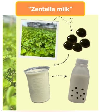 Development of novel free lactose milk mixed with extracted Centella asiatica beads