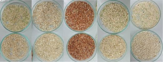 Selection of landrace rice varieties resistant to saline soil