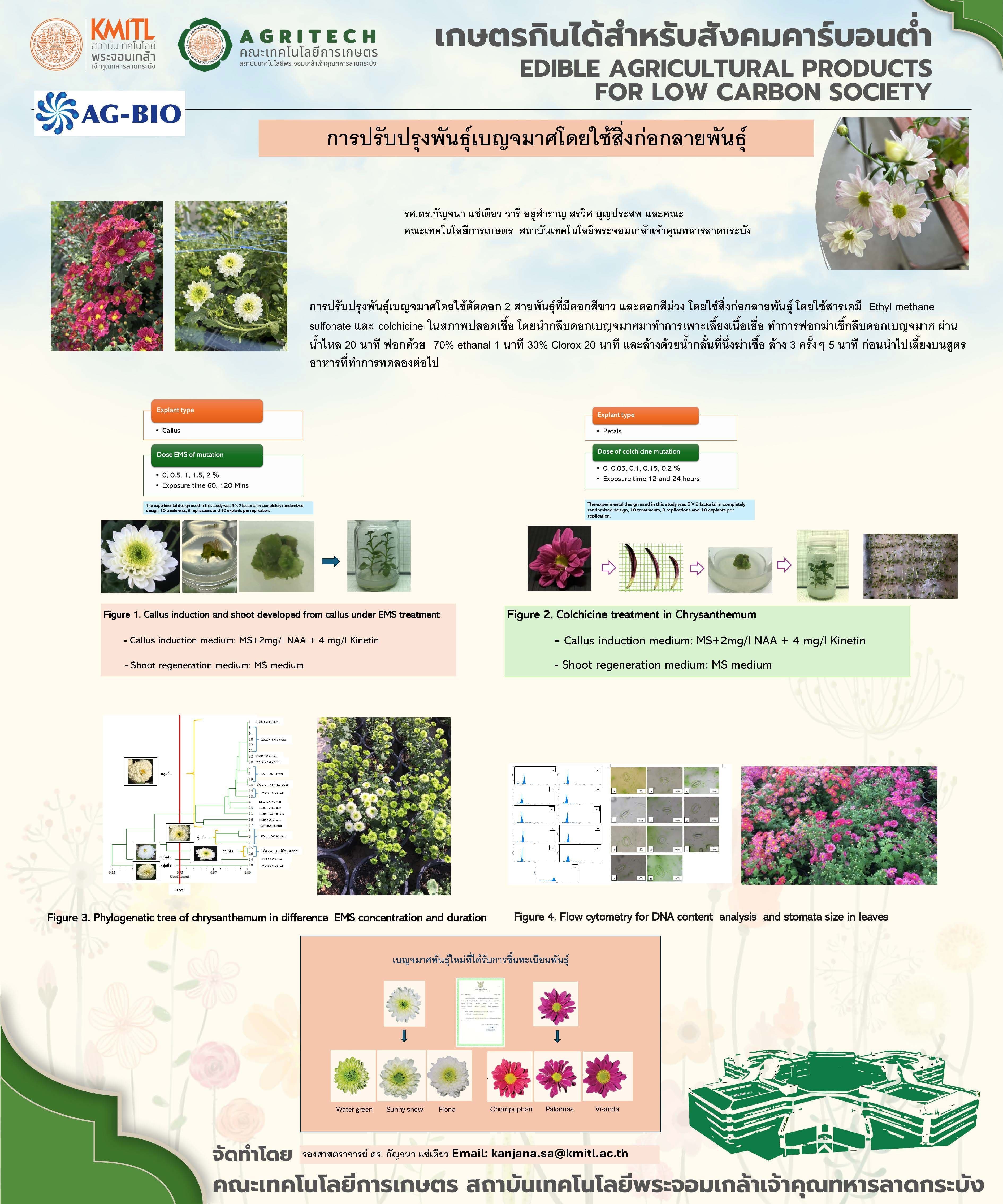 Chrysanthemum mutation by chemical mutagen