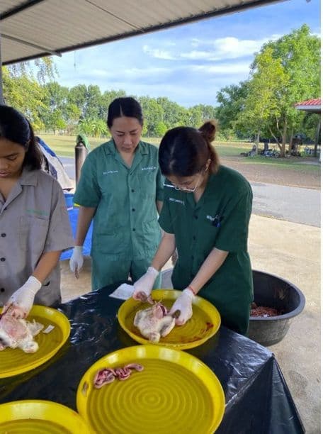 ผลของการเสริมฟรุคโตโอลิโกแซคคาไรด์ต่อสมรรถภาพการเจริญเติบโต สัณฐานวิทยาของลำไส้ จุลินทรีย์ในลำไส้ ดัชนีความเครียด คุณภาพซาก และ คุณภาพเนื้อของไก่เนื้อ