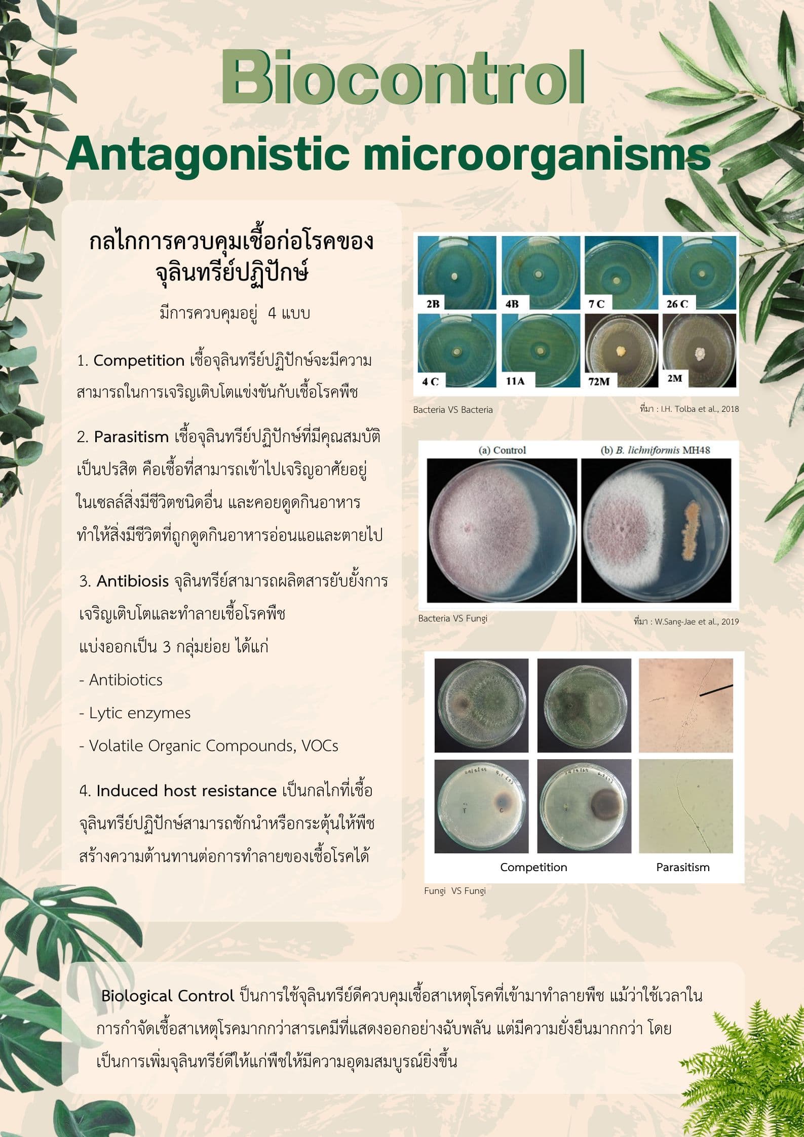 Isolation and selection of antagonistic microorganisms against plant pathogens