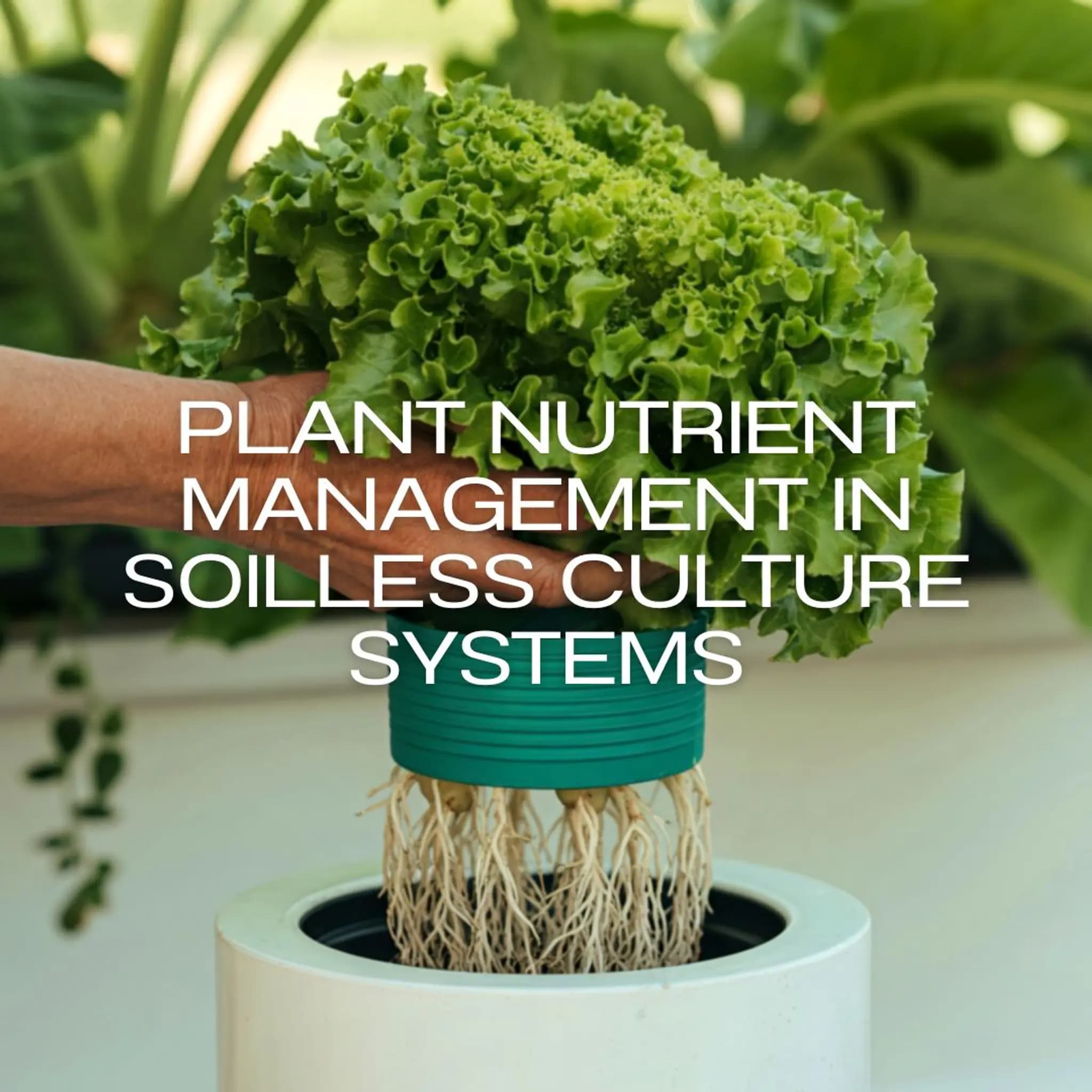การจัดการธาตุอาหารพืชในระบบปลูกพืชไร้ดิน (Plant Nutrient Management in Soilless Culture Systems)