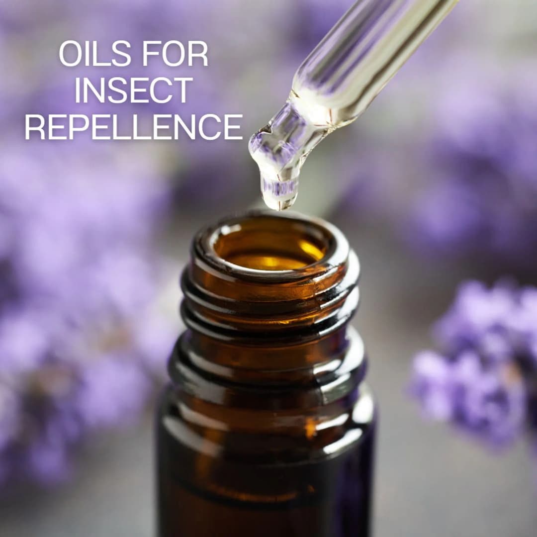 น้ำมันหอมระเหยกำจัดแมลง (Essential Oils for Insect Control)