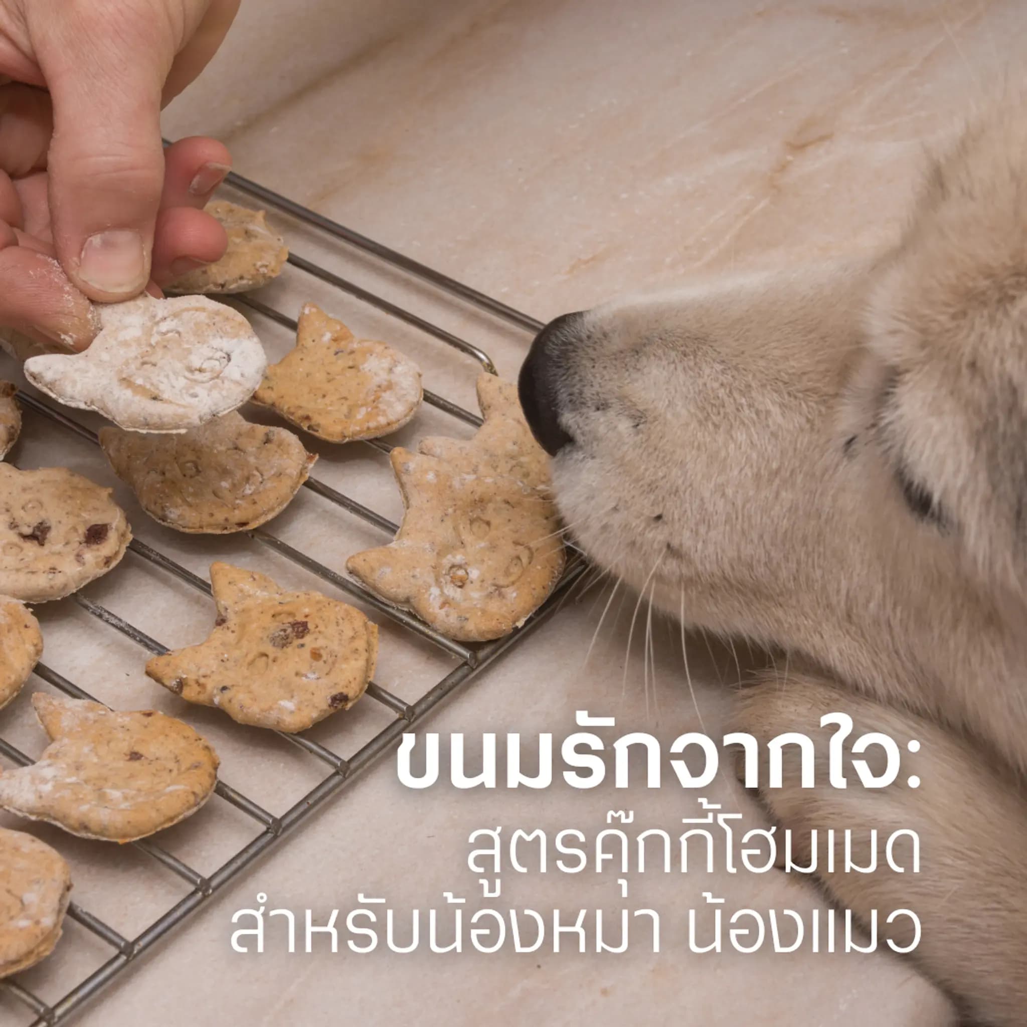 ขนมรักจากใจ: สูตรคุ๊กกี้โฮมเมดสำหรับน้องหมา น้องแมว 