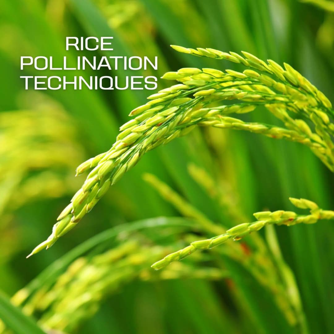 เทคนิคการผสมเกสรพืชไร่ (Field Crop Pollination Techniques)