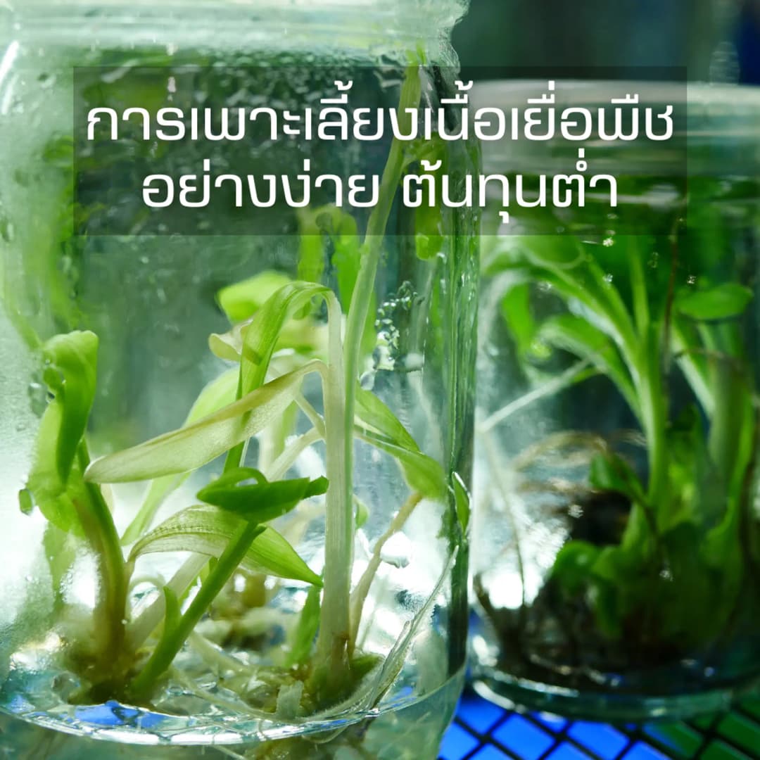 การเพาะเลี้ยงเนื้อเยื่อพืชอย่างง่าย ต้นทุนต่ำ