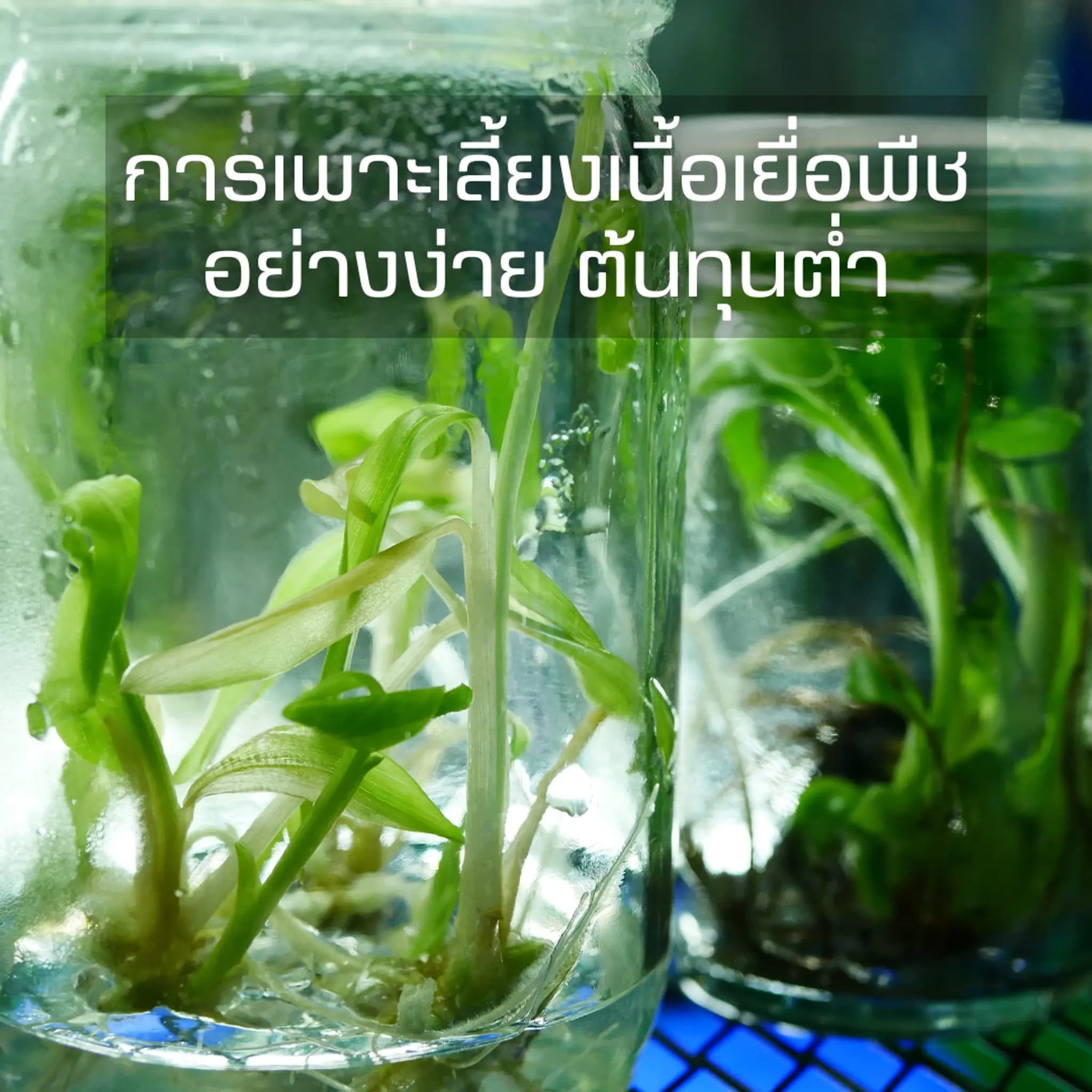 การเพาะเลี้ยงเนื้อเยื่อพืชอย่างง่าย ต้นทุนต่ำ