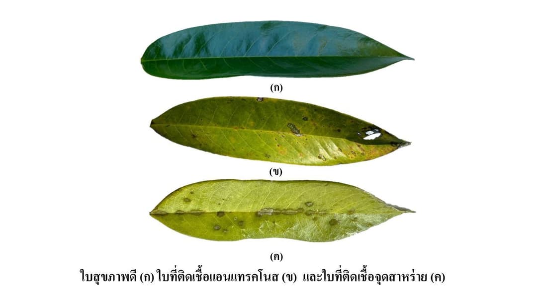 การตรวจสอบโรคในใบทุเรียนด้วยภาพถ่ายและปัญญาประดิษฐ์