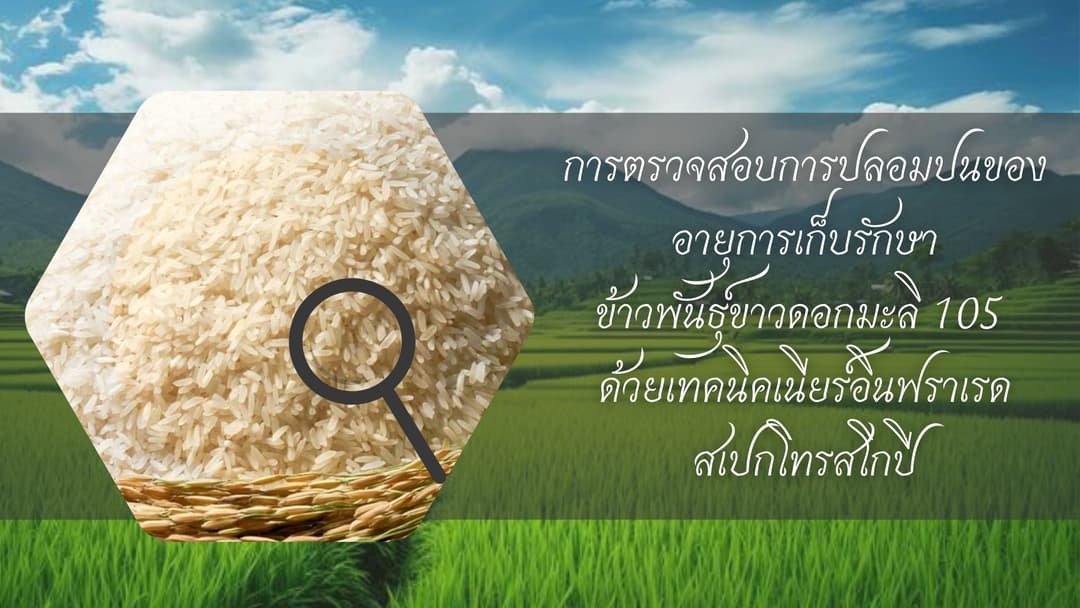 การตรวจสอบการปลอมปนของอายุการเก็บรักษาข้าวพันธุ์ขาวดอกมะลิ 105 ด้วยเทคนิคเนียร์อินฟราเรดสเปกโทรสโกปี